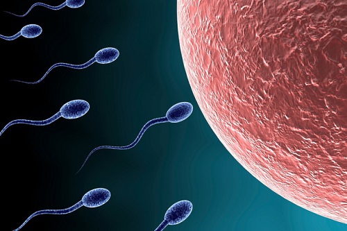 Tinh trùng thực hiện chức năng sinh sản 