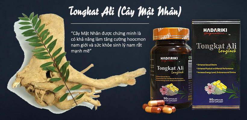 Cây mật nhân có trong thuốc bổ thận Tongkat Ali giúp tăng cường sức khỏe sinh lý nam