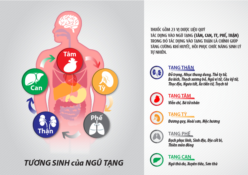 Adamfor giúp bồi bổ ngũ tạng, tăng cường sức khỏe sinh lý