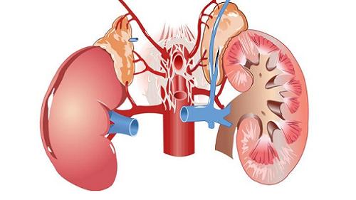 Hội chứng thận hư là sự rối loạn chức năng của thận