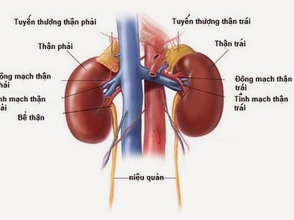 Bệnh viêm cầu thận ở người cao tuổi