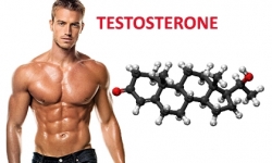 Testosterone là gì ? Cách bổ sung Testosterone hiệu quả